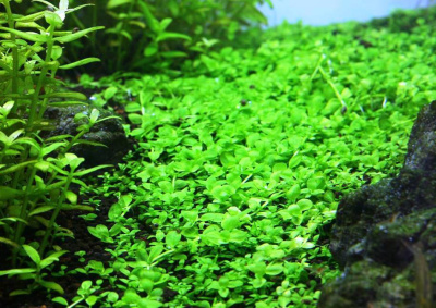 Микрантемум Монте Карло Micranthemum tweediei Monte Carlo (меристемное растение)